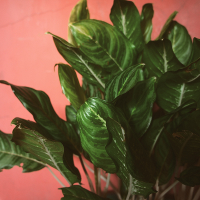 Chinese Evergreen