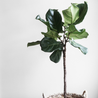 Fiddle Fig Leaf