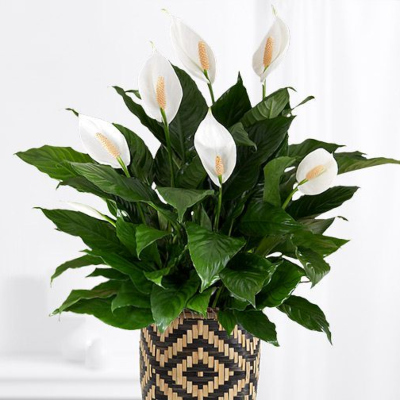 Peace Lily