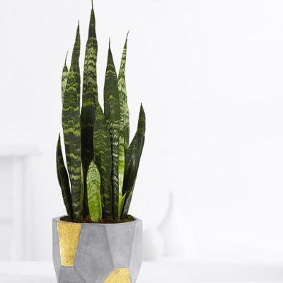 Snake Plant