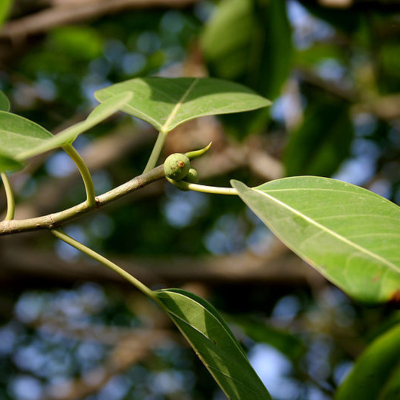 Weeping Fig