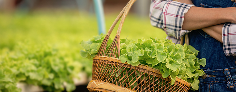 How to build and maintain a cohesive community garden